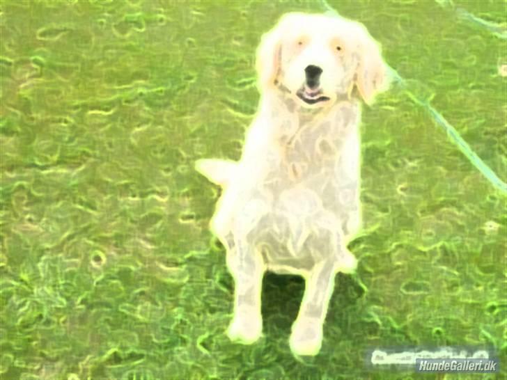 Golden retriever Blondi - Herfra er billeder lavet af Suzanne C vi takker  billede 6