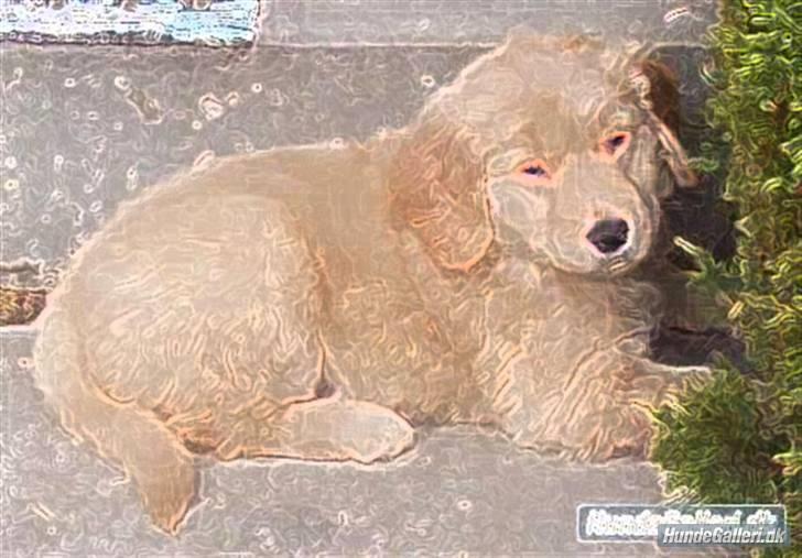 Golden retriever Blondi billede 7