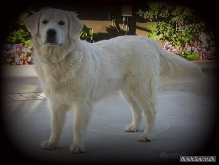 Golden retriever Blondi billede 8