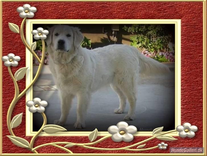 Golden retriever Blondi billede 9