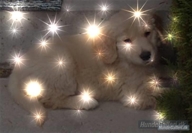 Golden retriever Blondi billede 10