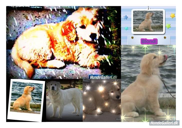 Golden retriever Blondi billede 11