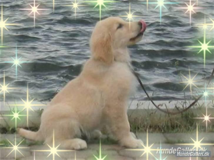 Golden retriever Blondi billede 12