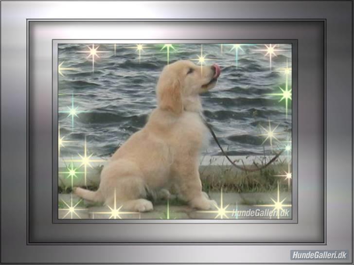 Golden retriever Blondi billede 13