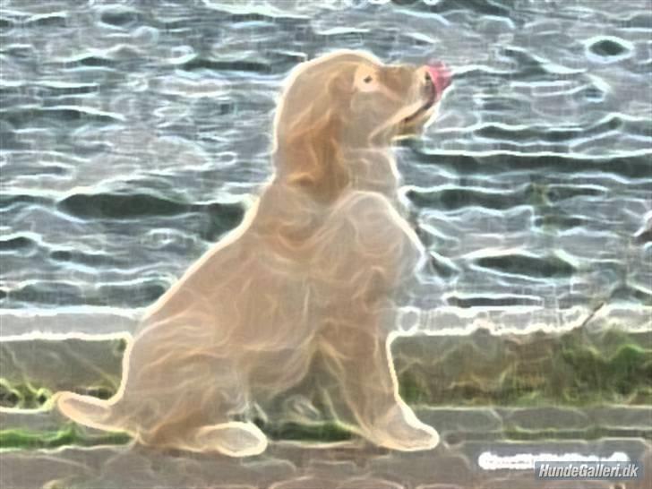Golden retriever Blondi billede 14