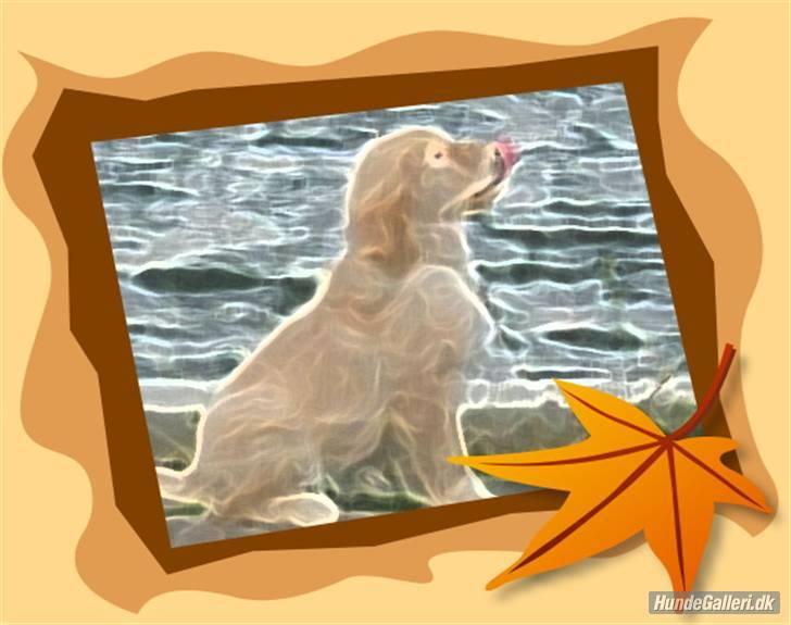 Golden retriever Blondi billede 15