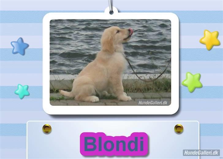 Golden retriever Blondi billede 16