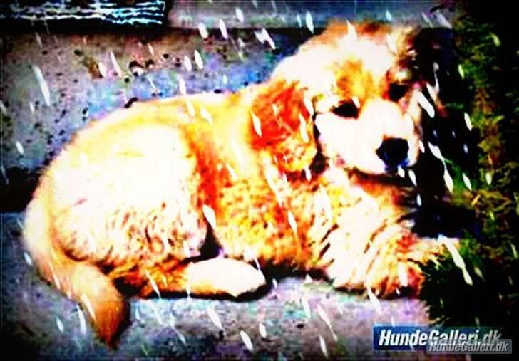 Golden retriever Blondi billede 17