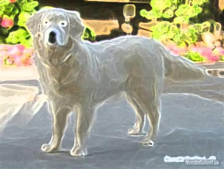 Golden retriever Blondi billede 18