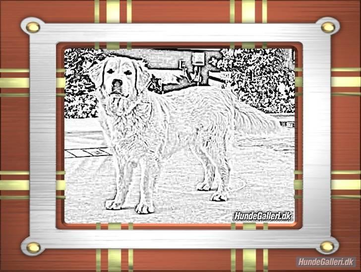 Golden retriever Blondi billede 19