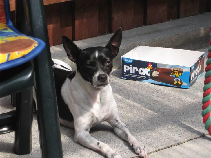 Dansk svensk gaardhund Perle billede 9