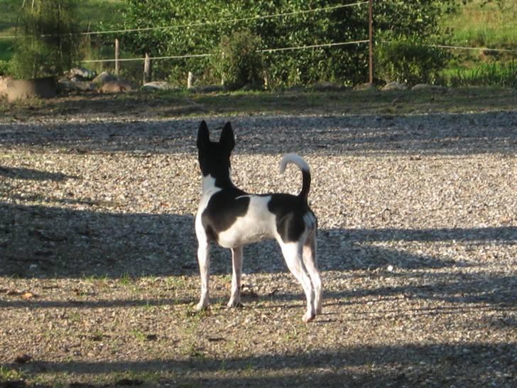 Dansk svensk gaardhund Perle billede 10