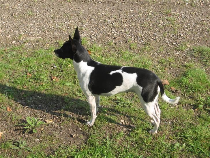 Dansk svensk gaardhund Perle billede 11