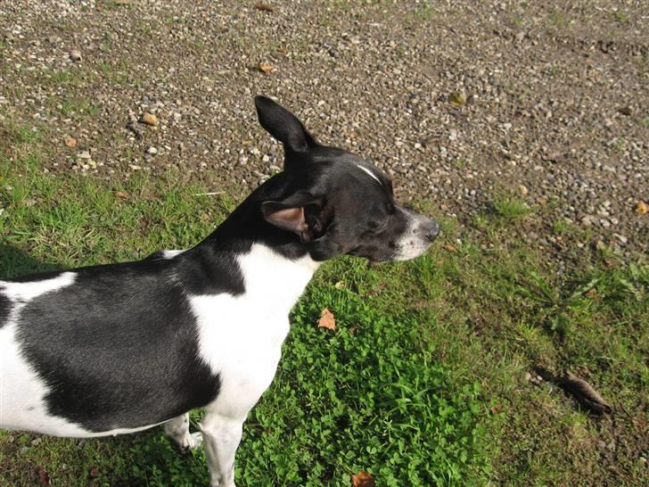 Dansk svensk gaardhund Perle billede 12