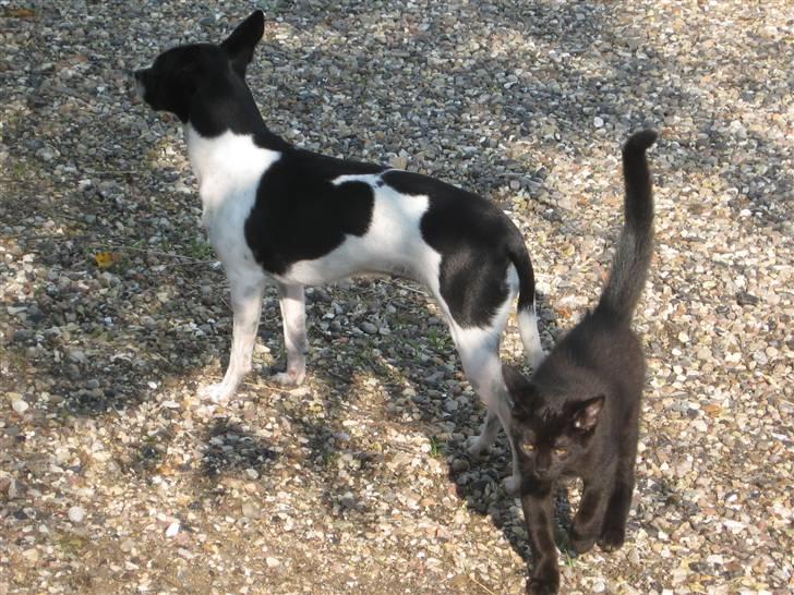 Dansk svensk gaardhund Perle billede 13