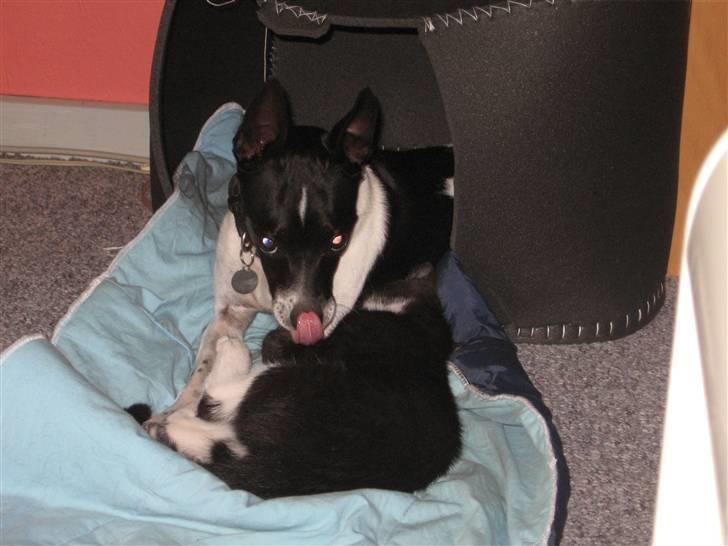 Dansk svensk gaardhund Perle billede 14