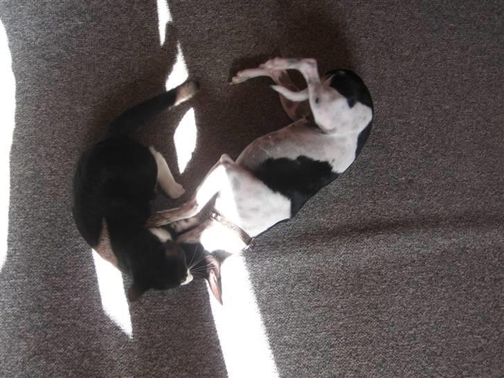 Dansk svensk gaardhund Perle billede 15