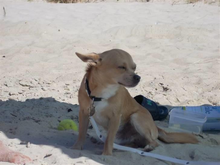Chihuahua Tonser *HIMMELHUND* - Jeg sagde jo det blæste :) - tonser i slem kuling. billede 18