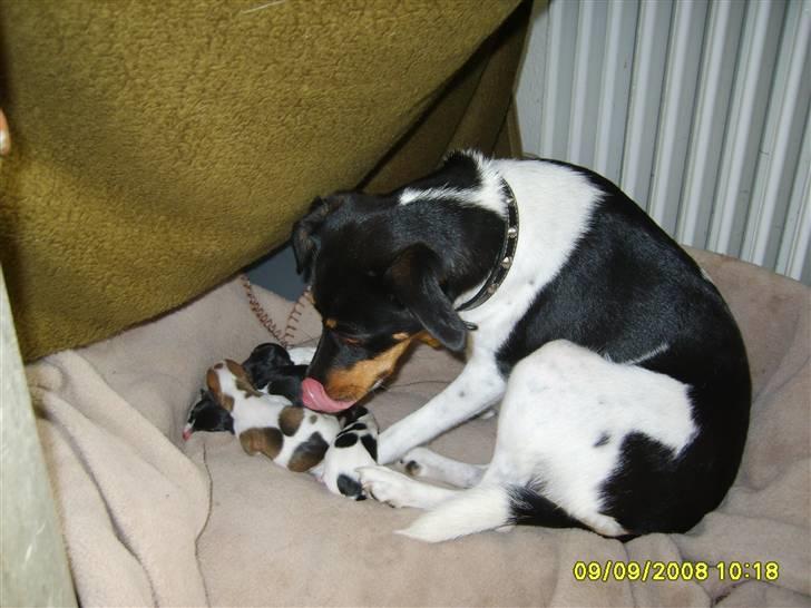 Blanding af racer fie billede 6