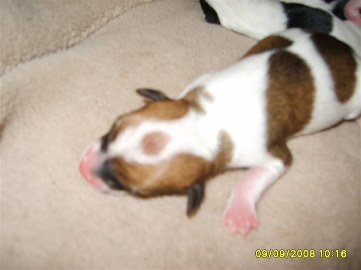 Blanding af racer fie billede 7