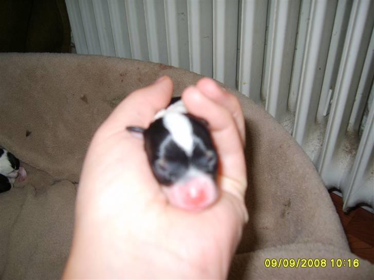 Blanding af racer fie billede 8