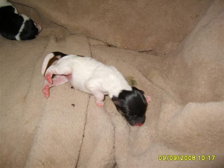 Blanding af racer fie billede 9