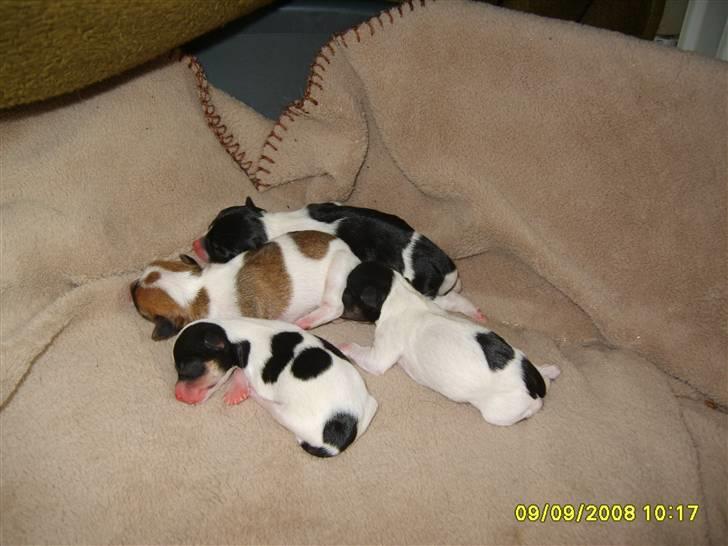 Blanding af racer fie billede 10