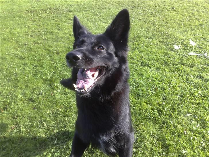 Schæferhund Mokka billede 10