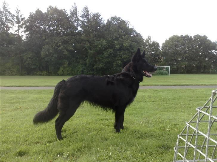 Schæferhund Mokka billede 11