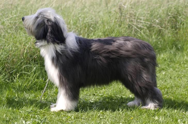 Bearded collie Bernie billede 11