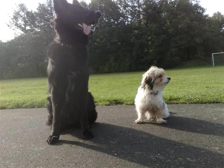 Schæferhund Mokka billede 12