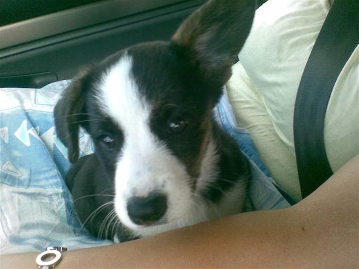 Welsh corgi cardigan Faarup Eija (Sprocket) billede 5