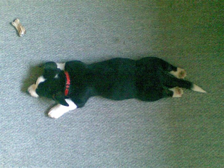 Welsh corgi cardigan Faarup Eija (Sprocket) billede 6