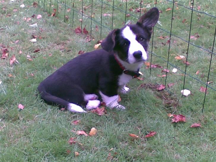 Welsh corgi cardigan Faarup Eija (Sprocket) billede 7