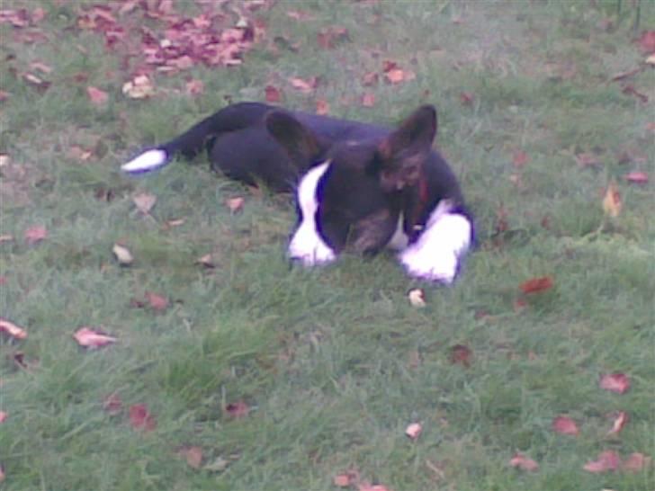 Welsh corgi cardigan Faarup Eija (Sprocket) billede 8