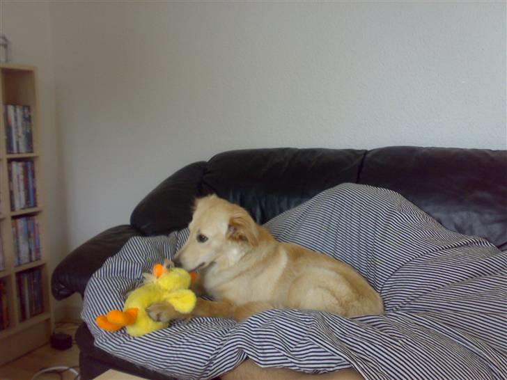 Blanding af racer Maggie billede 18