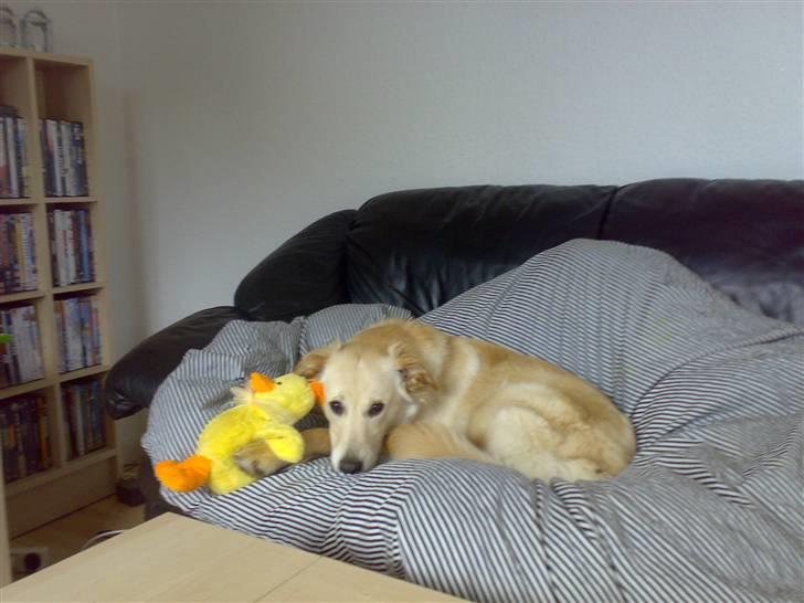 Blanding af racer Maggie billede 19