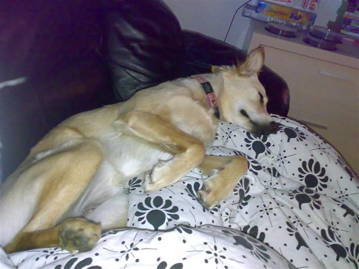 Blanding af racer Maggie billede 20