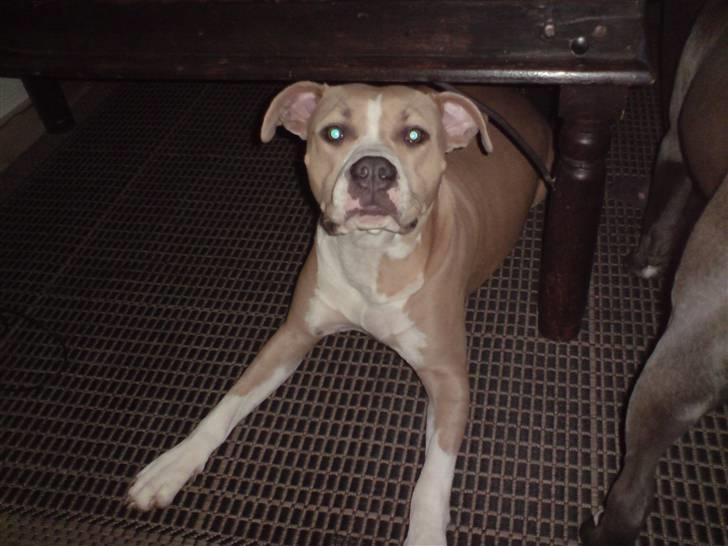 Amerikansk staffordshire terrier Freja billede 2