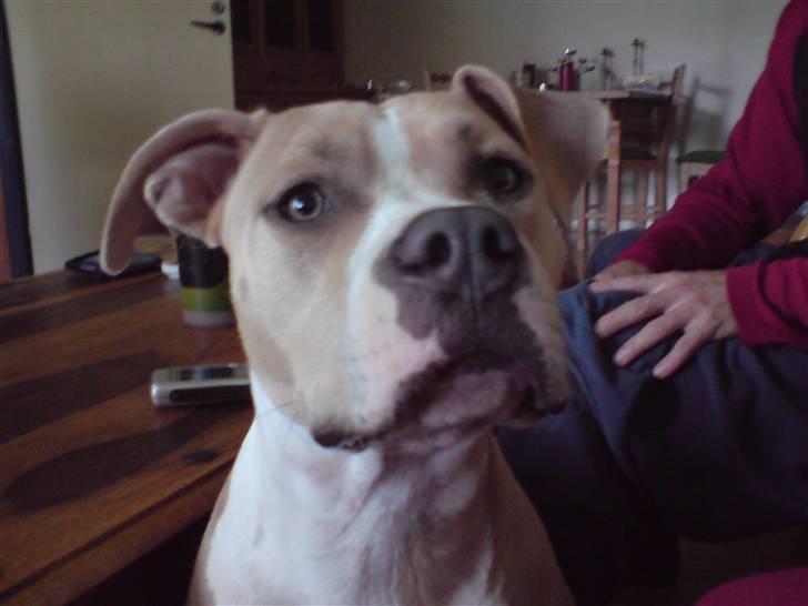 Amerikansk staffordshire terrier Freja billede 3