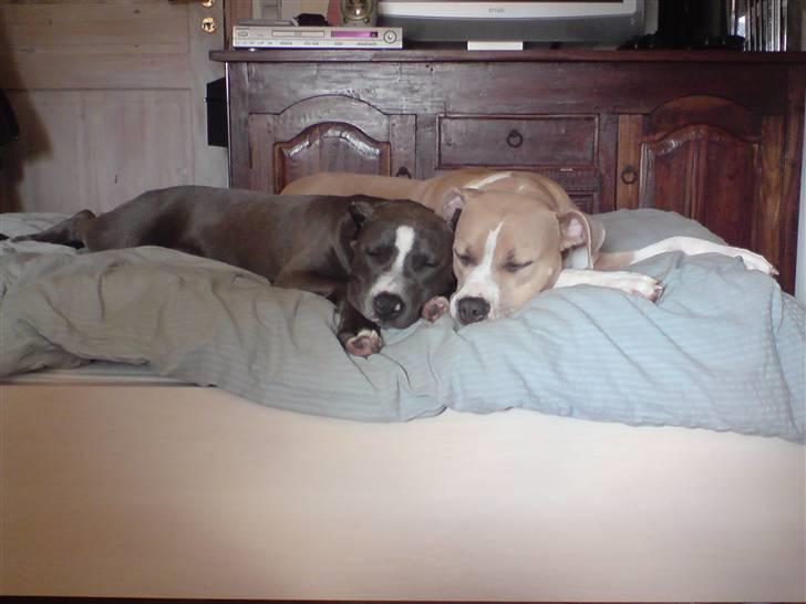 Amerikansk staffordshire terrier Freja billede 4