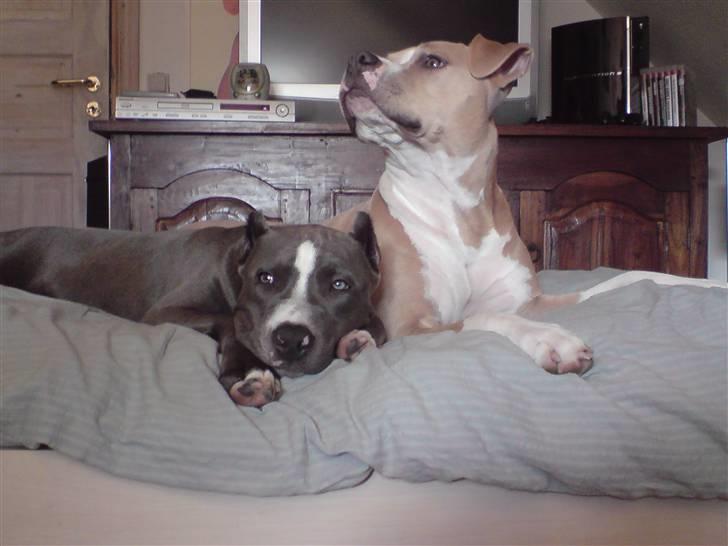 Amerikansk staffordshire terrier Freja billede 5