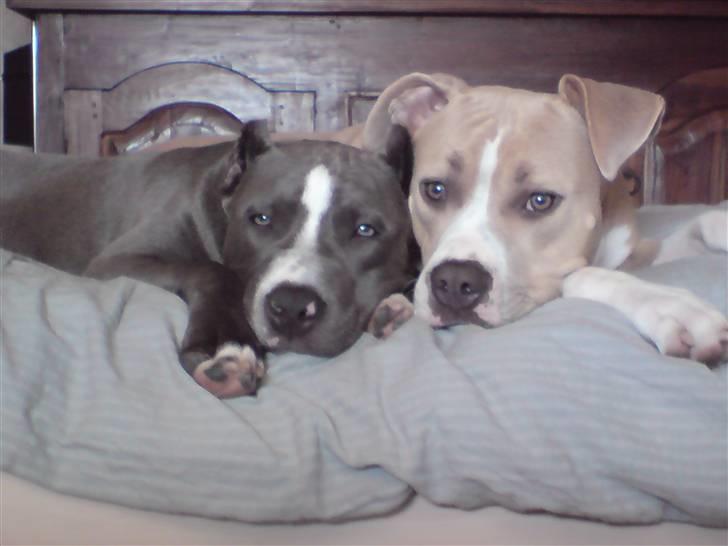 Amerikansk staffordshire terrier Freja billede 6