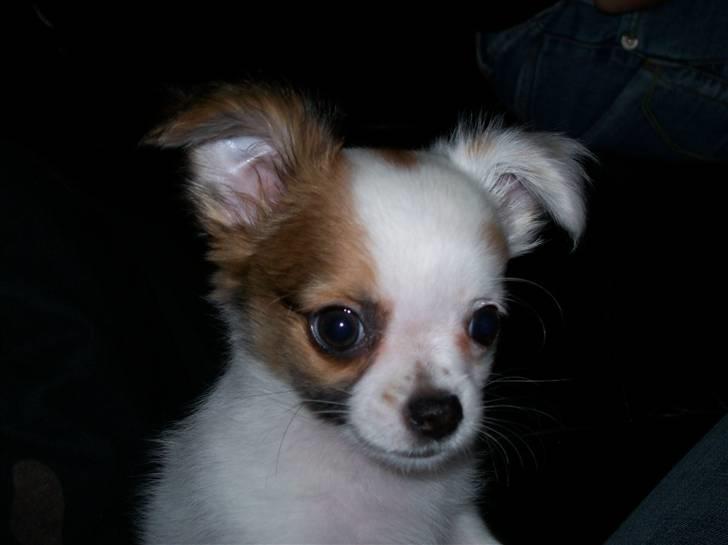 Chihuahua Mojo - hej jeg hedder Mojo billede 1