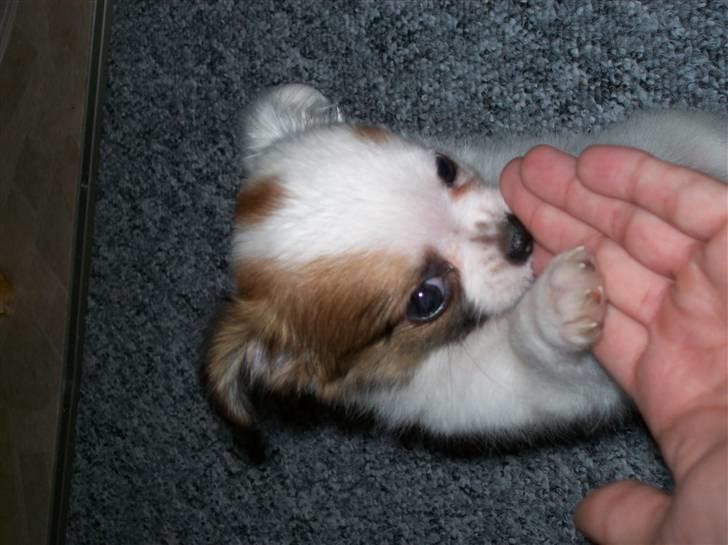 Chihuahua Mojo - hmm hvad er det? billede 2