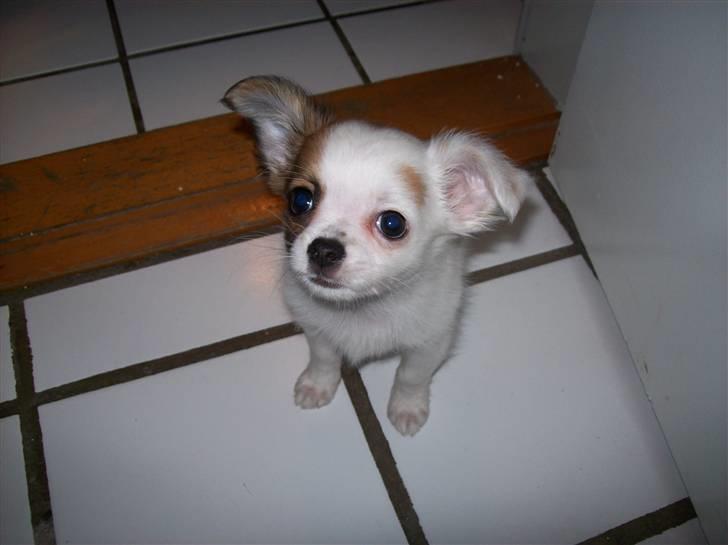 Chihuahua Mojo - jeg kan ikke gøre for at de stritter billede 3