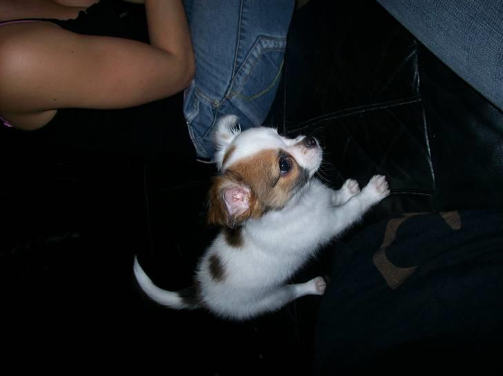 Chihuahua Mojo - hvordan kommer jeg ned? billede 4