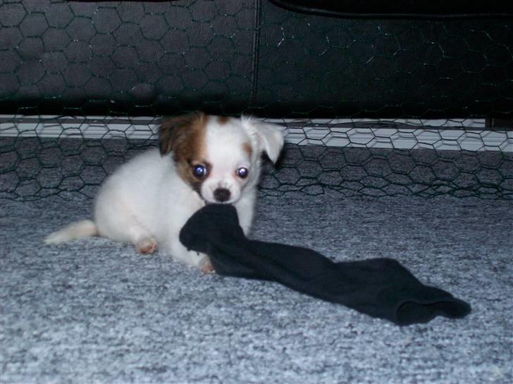 Chihuahua Mojo - hvad nu? billede 5