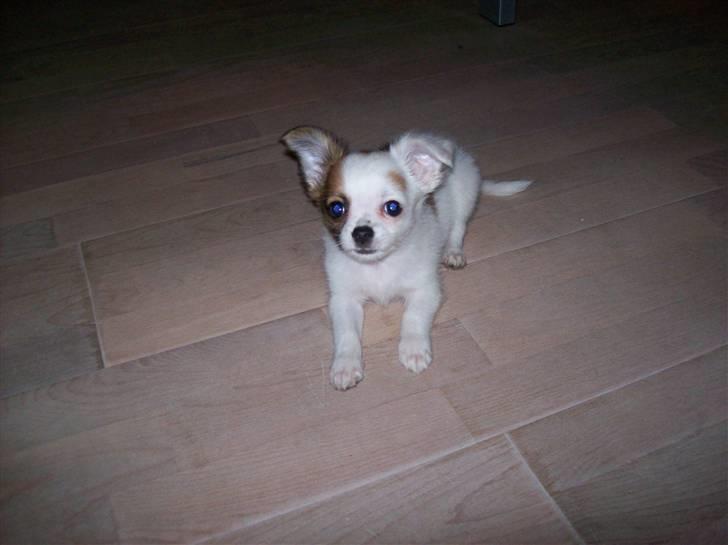 Chihuahua Mojo - hvem, hvad, hvor? billede 6