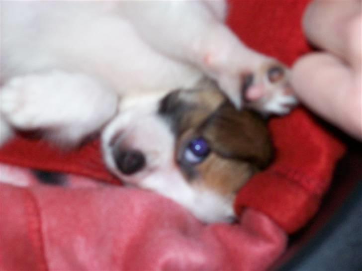 Chihuahua Mojo - hej hej med jer! billede 7